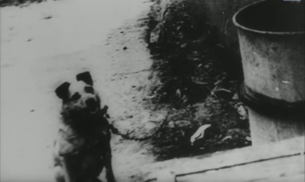 A small chained dog standing in a snowy yard beside a metal barrel, black and white